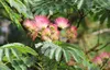 Lot de 4 plants d'Albizia julibrissin 'Rosea' (Arbre de Voir les images du produit 6