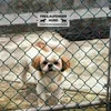 Hinweisschild Freilaufender Hund Tor bitte geschlossen Produktbild-Vorschau 3