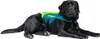 Jobe Pet Vest Hunde Schwimmweste Hundeschwimmhilfe mit Produktbild-Vorschau 7