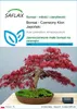 SAFLAX - Bonsai - Czerwony Klon Japoński - 20 Nasiona - Podgląd zdjęcia produktu 1