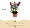 Krzew motylkowy Buddleja davidii Butterfly Candy Little Podgląd zdjęcia produktu 4