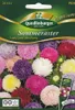 Sommerastern, Lady Coral Mischung Produktbild-Vorschau 1