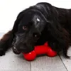 Bone Chew Mit Quietschwürfel Hundspielzeug Produktbild-Vorschau 14