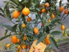 Kumquat con frutto 130-160 cm Fortunella margarita Citrus Anteprima dell’immagine prodotto 1
