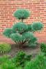 Pinus sylvestris 'Watereri', Kiefer, kompakt, 50–60 cm Produktbild-Vorschau 12