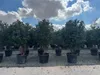 Sunny Tree - Photinia Fraseri Red Robin – Mehrstämmiger Produktbild-Vorschau 3