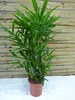 [Palmenlager] XL Rhapis excelsa - Steckenpalme 100-120 cm Produktbild-Vorschau 1