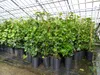 10 Stück Efeu Hedera helix 100 - 120 cm Heckenpflanze Produktbild-Vorschau 4