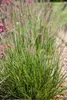 Stauden Gänge 3 x Pennisetum alopecuroides 'Piglet' im 1 Produktbild-Vorschau 6