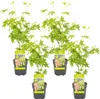 Bloomique - 4er Set - Acer Going Green - Japanischer Ahorn Produktbild-Vorschau 1