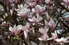 Magnolia soulangeana – Tulpen-Magnolie rosa-weiß – großer Produktbild-Vorschau 2