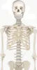Model kostry Erler Zimmer "Skeleton Hugo", pohyblivý Náhľad obrázku produktu 8
