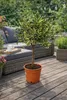 Oranger panaché 70–100 cm – Citrus sinensis Variegata Voir les images du produit 4