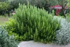 A close-up view of a rosemary plant in a garden setting. Produktbild-Vorschau