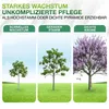 Paulownia "Nordmax 21" Blauglockenbaum im 15 cm Topf Produktbild-Vorschau 7