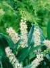 Prunus laurocerasus 'Otto Luyken', Kirschlorbeer, Produktbild-Vorschau 13