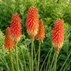Stauden Gänge 3 x Kniphofia 'Papaya Popsicle' - Orangerote Produktbild-Vorschau 3