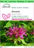 SAFLAX Garden to go - Monarde - 20 graines - Monarda Voir les images du produit 1
