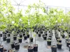 Esskastanie Castanea sativa 180 cm  Kastanie Kastanienbaum Produktbild-Vorschau 4