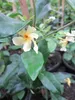 Trachelospermum jasminoides Star of Toscana - Duftender Produktbild-Vorschau 1