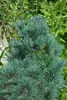 Pinus cembra, Zirbelkiefer, 60–70 cm Produktbild-Vorschau 7
