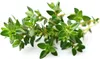 EMSA Click&Grow Substratkapseln 3-er Set, Sorte:Thymian Produktbild-Vorschau 4