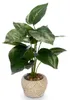Plante artificielle PHILODENDRON, 40 cm Voir les images du produit 1