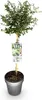 Lillà californiano Ceanothus thyrsiflorus Repens Ø19cm Anteprima dell’immagine prodotto 2