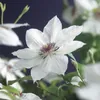 Clematis Miss Bateman – bíle kvetoucí popínavá rostlina, Náhled obrázku produktu 1