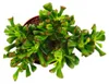 Lžicník - Crassula "Hobbit" - Sukulentní pokojová rostlina Náhled obrázku produktu 3