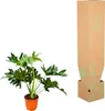 Stromový přítel Philodendron Selloum – 60 cm – Ø22 cm – Náhled obrázku produktu 3