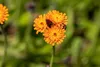 A close-up of a cluster of orange flowers with two insects on them, set against a blurred green background. Produktbild-Vorschau