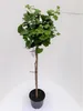 A potted Ginkgo biloba tree with green leaves and a brown trunk, set against a white background. Produktbild-Vorschau