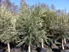 Several potted olive trees are lined up outdoors. Produktbild-Vorschau