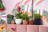 A collection of potted plants displayed on a pink upholstered surface against a colorful, abstract mural. Voir les images du produit
