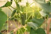 Young cucumbers growing on a vine in a greenhouse. Anteprima dell’immagine prodotto