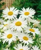 Leucanthemum vulgare, Margerite, weiß, ca. 9x9 cm Topf Produktbild-Vorschau 7