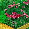 Bloomique - Lot de 6 - Achillée millefeuille ‘Cerise Queen’ Voir les images du produit 5