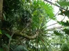 Filodendro arboreo (Thaumatophyllum bipinnatifidum)  - 20 Anteprima dell’immagine prodotto 2