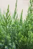 Juniperus pfitzeriana 'Mint Julep', Wacholder, grün, 15–20 Produktbild-Vorschau 3
