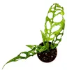 Gardners Monstera obliqua Peru, průměr 6 cm Náhled obrázku produktu 2
