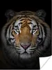 MuchoWow® Poster Tiger - Wildtiere - Porträt - Schwarz - Produktbild-Vorschau 1
