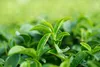 Loyd Yunnan Herbata Czarna Liściasta Chińska Głęboki Smak i Podgląd zdjęcia produktu 10