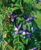 Clematis alpina, Alpen-Waldrebe, blau, 40–60 cm Produktbild-Vorschau 7