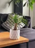 A potted plant sits on a wooden table in front of a sofa. Anteprima dell’immagine prodotto