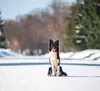 Ball am Seil für Welpen und kleine Hunde Liker Line 7 Produktbild-Vorschau 8