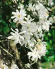 Magnolia stellata 'Royal Star', Sternmagnolie, weiß, 80–100 Produktbild-Vorschau 11
