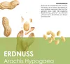 Erdnuss Samen (Arachis hypogeae) - Nährstoffreiches Erdnuss Produktbild-Vorschau 3