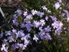 Phlox subulata 'Emerald Cushion Blue', Polsterphlox, blau, Produktbild-Vorschau 8
