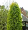 Leyland-Zypresse ´CASTLEWELLAN GOLD´ 70-80 cm, Cont. 2,5 l Produktbild-Vorschau 2